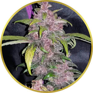 LSD Autoflower Feminized Seeds for sale from SeedSupreme by Fast Buds