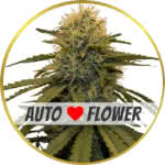 LSD Autoflower Seeds for sale USA