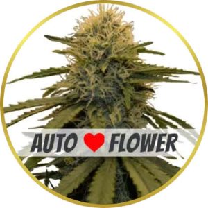 LSD Autoflower marijuana strain