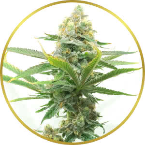 Moby Dick Autoflower Feminized Seeds for sale from Homegrown