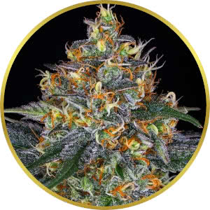 Moby Dick Autoflower Feminized Seeds for sale from Seedsman by Barney's Farm