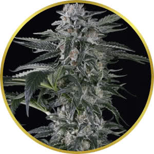 Moby Dick Autoflower Feminized Seeds for sale from Seedsman by Silent Seeds