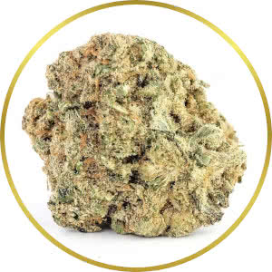 Moby Dick Autoflower Feminized Seeds for sale from SeedSupreme