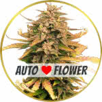 Moby Dick Autoflower Seeds for sale USA