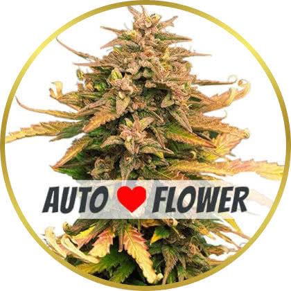 Moby Dick Autoflower marijuana strain