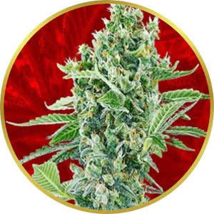 Moby Dick Feminized Seeds for sale from Crop King