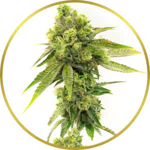 Moby Dick Feminized Seeds for sale from Homegrown