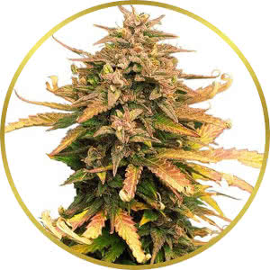 Moby Dick Feminized Seeds for sale from ILGM