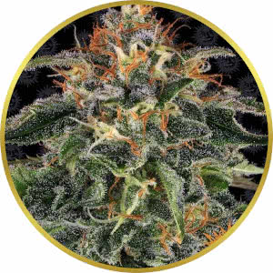 Moby Dick Feminized Seeds for sale from Seedsman by Barney's Farm