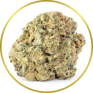Moby Dick Feminized Seeds for sale from SeedSupreme