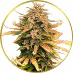 Moby Dick Feminized Seeds for sale USA