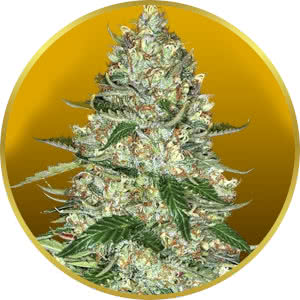 Northern Lights Autoflower Feminized Seeds for sale from Crop King