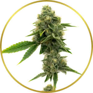 Northern Lights Autoflower Feminized Seeds for sale from Homegrown