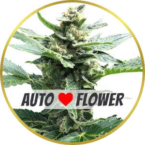 Northern Lights Autoflower Feminized Seeds for sale from ILGM