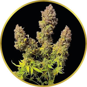 Buy Northern Lights Autoflower Seeds USA - Abundant Life Seeds