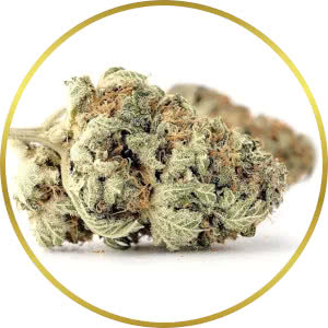 Northern Lights Autoflower Feminized Seeds for sale from SeedSupreme