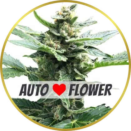 Northern Lights Autoflower marijuana strain