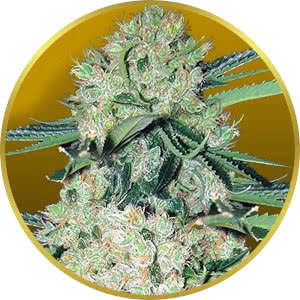 NYC Diesel Autoflower Feminized Seeds for sale from Crop King