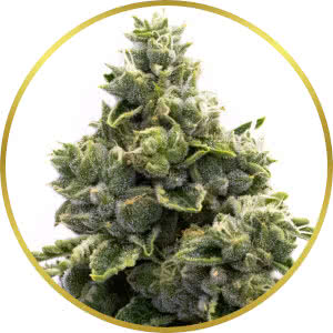 NYC Diesel Autoflower Feminized Seeds for sale from Homegrown