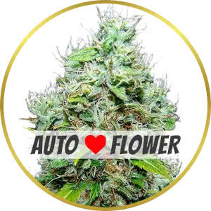 NYC Diesel Autoflower Feminized Seeds for sale from ILGM