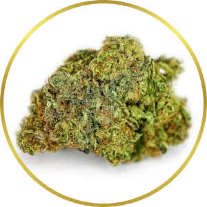 NYC Diesel Autoflower Feminized Seeds for sale from SeedSupreme