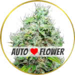 NYC Diesel Autoflower Seeds for sale USA