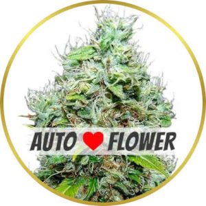 NYC Diesel Autoflower marijuana strain