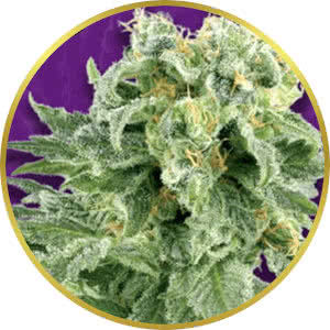 OG Kush Autoflower Feminized Seeds for sale from Crop King