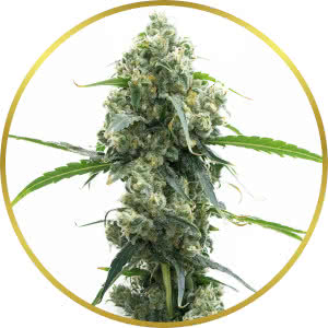 OG Kush Autoflower Feminized Seeds for sale from Homegrown