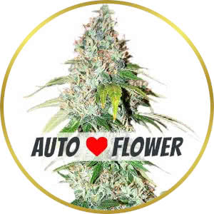 OG Kush Autoflower Feminized Seeds for sale from ILGM