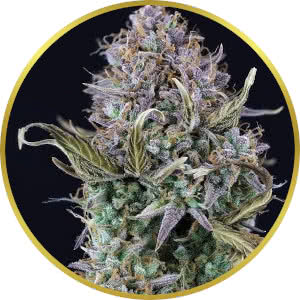 OG Kush Autoflower Feminized Seeds for sale from Seedsman