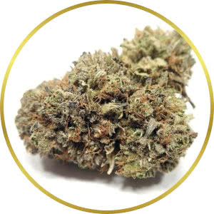 OG Kush Autoflower Feminized Seeds for sale from SeedSupreme