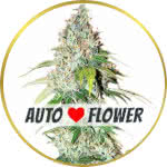 OG Kush Autoflower Seeds for sale USA
