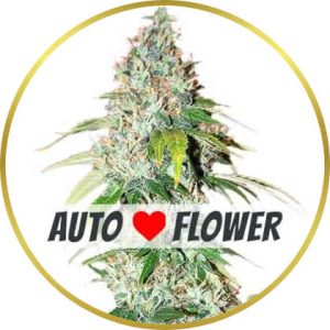 OG Kush Autoflower marijuana strain