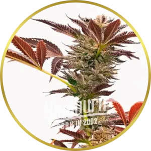 Purple Kush Autoflower Feminized Seeds for sale from Blimburn