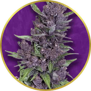 Purple Kush Autoflower Feminized Seeds for sale from Crop King