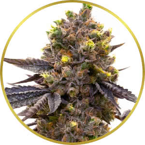 Purple Kush Autoflower Feminized Seeds for sale from Homegrown