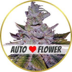 Purple Kush Autoflower Feminized Seeds for sale from ILGM