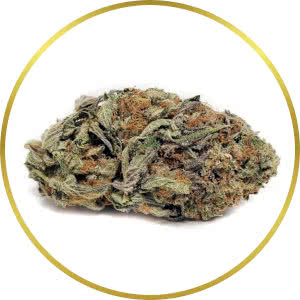 Purple Kush Autoflower Feminized Seeds for sale from SeedSupreme