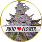 Purple Kush Autoflower Seeds for sale USA