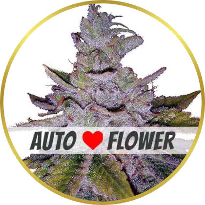 Purple Kush Autoflower marijuana strain