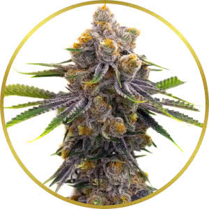 Purple Punch Autoflower Feminized Seeds for sale from Homegrown
