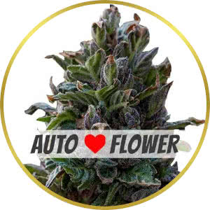 Purple Punch Autoflower Feminized Seeds for sale from ILGM