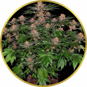 Purple Punch Autoflower Feminized Seeds for sale from Seedsman by Barney's Farm