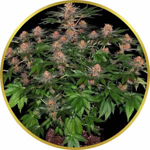 Purple Punch Autoflower Feminized Seeds for sale from Seedsman by Barney's Farm