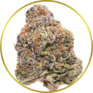 Purple Punch Autoflower Feminized Seeds for sale from SeedSupreme