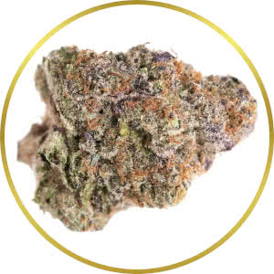 Purple Punch Autoflower Feminized Seeds for sale from SeedSupreme