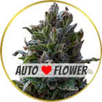 Purple Punch Autoflower Seeds for sale USA