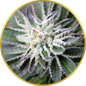 Purple Punch strain bud closeup