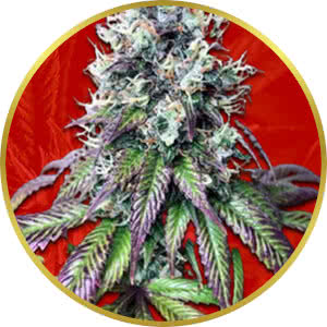 Purple Punch Feminized Seeds for sale from Crop King